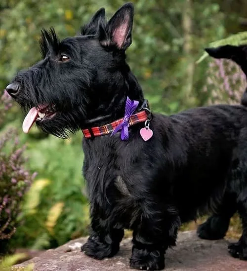 Скотч-терьер: джентльмен из Шотландии, любимец президентов и гениев с уникальным характером3