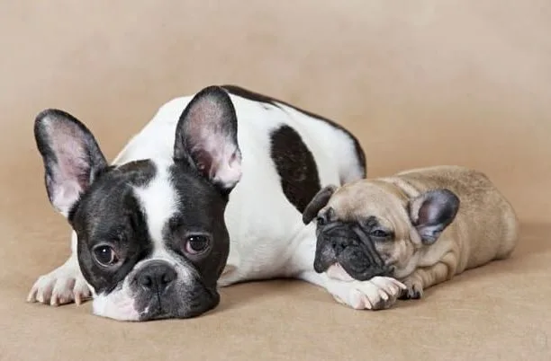 Французский мини бульдог (8)12