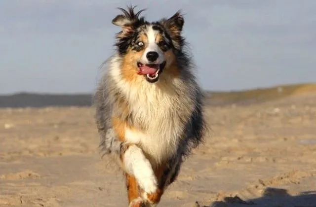 Карликовые колли (шелти) (19)23