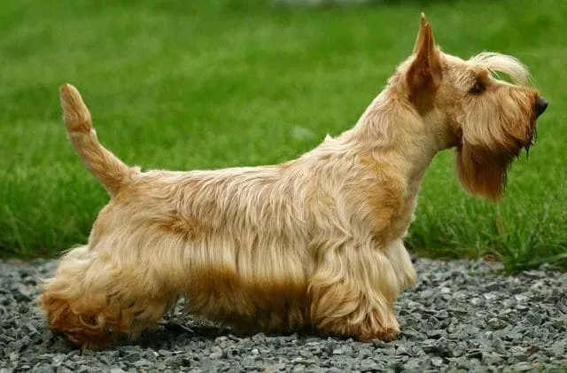 Скотч-терьер: джентльмен из Шотландии, любимец президентов и гениев с уникальным характером2