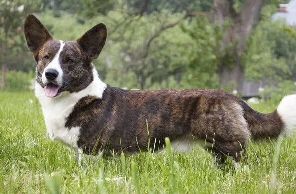 Вельш-корги-кардиган (7)16