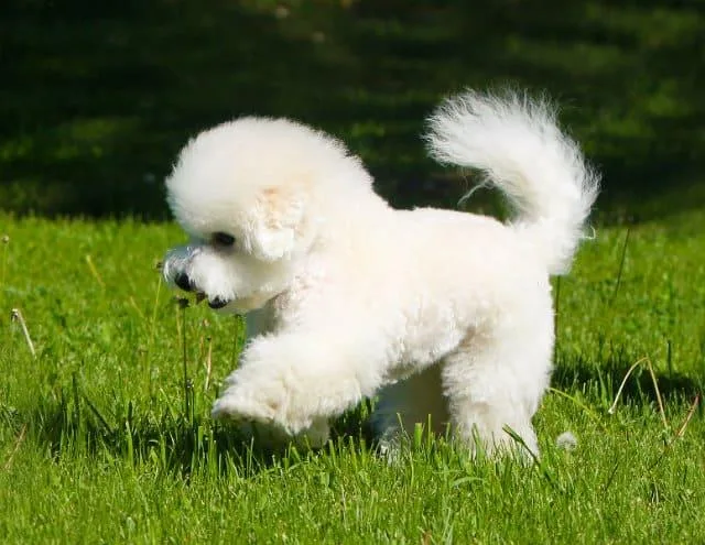 Бишон фризе: озорной питомец с привлекательной игрушечной внешностью6