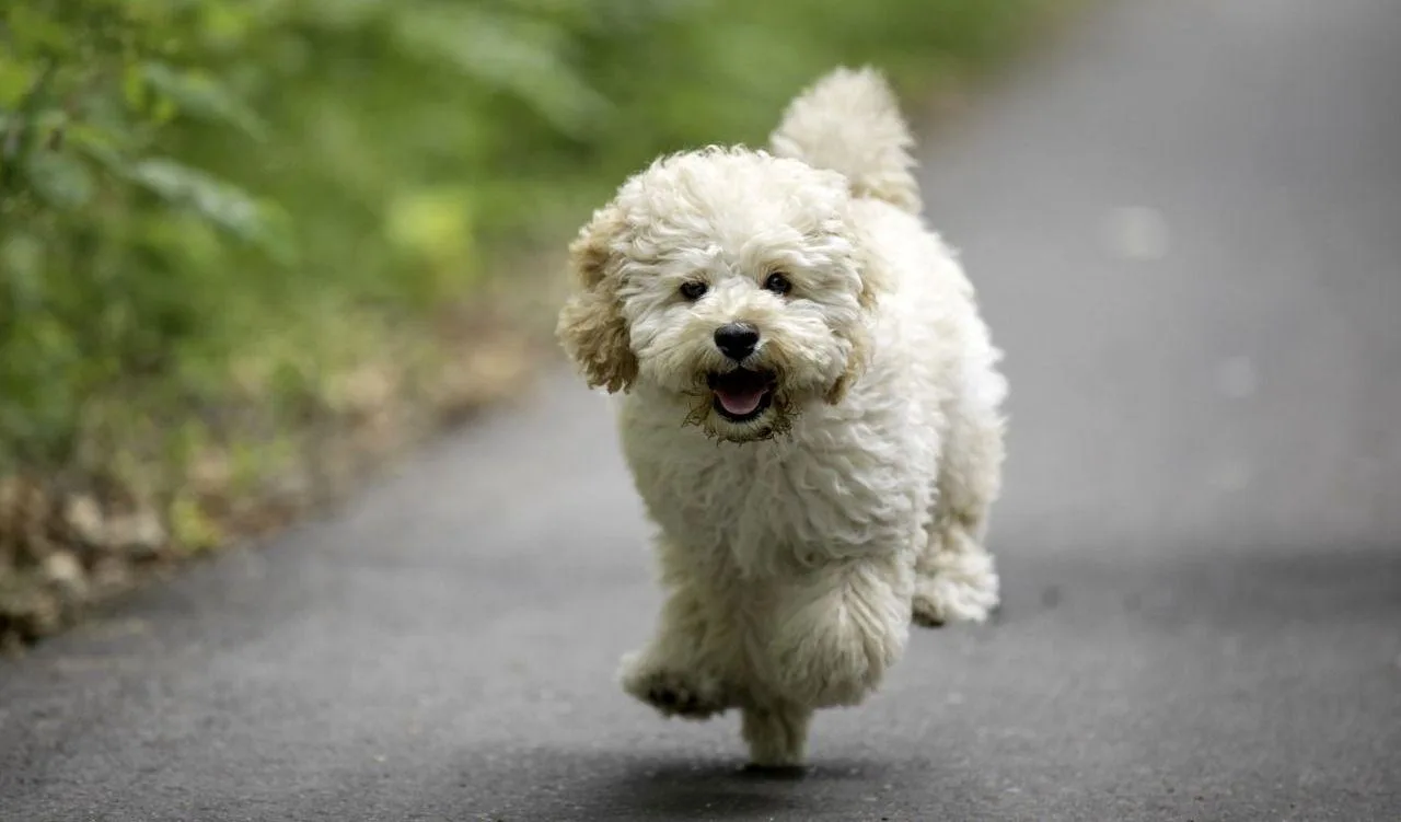 Мальтипу: особенности и уход за гибридной собакой6