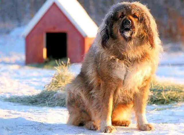 Кавказская овчарка: преданный охранник с милой внешностью плюшевого медведя2