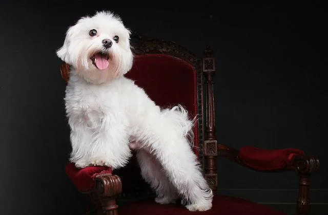 Мальтийская болонка: гламурная собака, любимая французскими монархами4