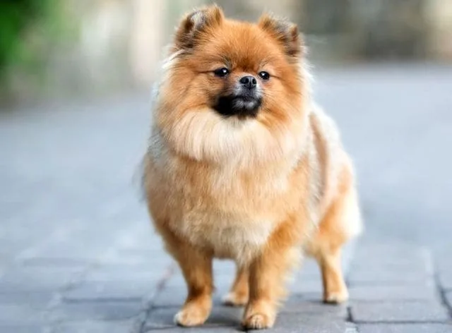 Померанский шпиц медвежьего типа: дружелюбный, смелый и пушистый компаньон для всей семьи8