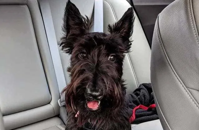 Скотч-терьер (27)22