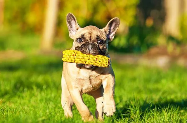 Эффективное воспитание французского бульдога дома: советы без помощи кинолога1