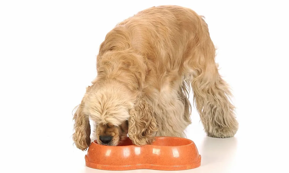 Правильное кормление английского кокер-спаниеля: советы кинологов, запрещенные продукты и основные правила кормления4