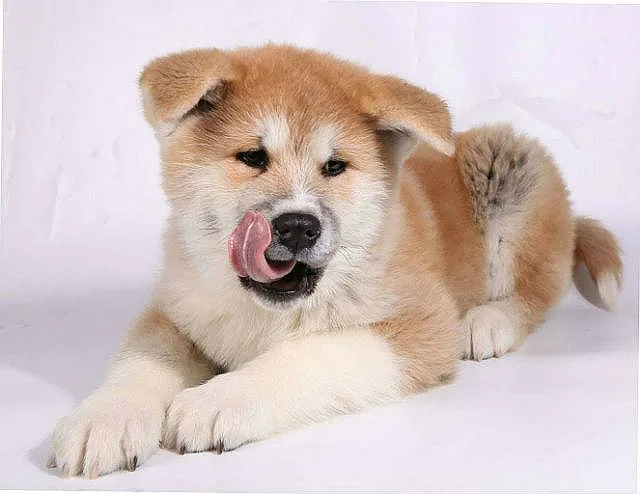 Чем правильно кормить акита-ину: рекомендации по рациону для гостей из Японии3