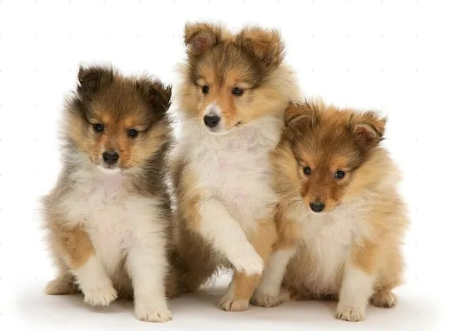 Карликовые колли: преданные друзья и идеальные пастушьи собаки4