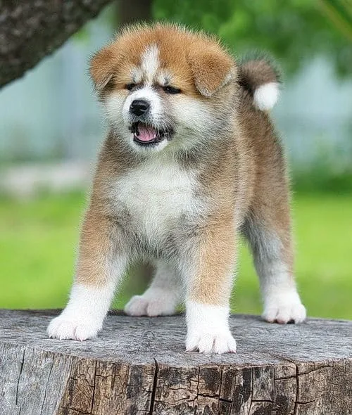 Как выбрать имя для щенка акита-ину: советы по выбору клички для мальчиков и девочек1