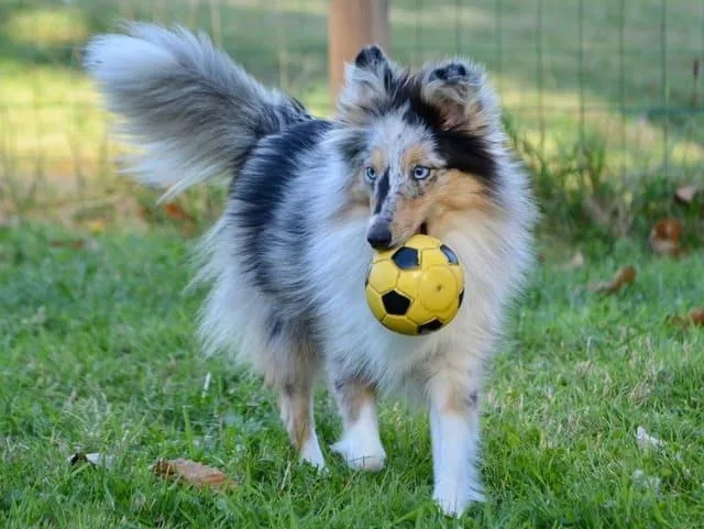 Карликовые колли: преданные друзья и идеальные пастушьи собаки7