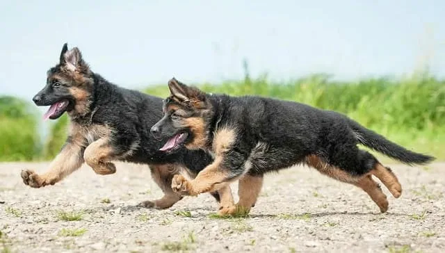 Идеальные имена для немецкой овчарки, подчеркивающие ее лучшие качества4