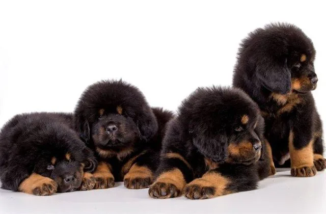 Собака тибетский мастиф (1)17