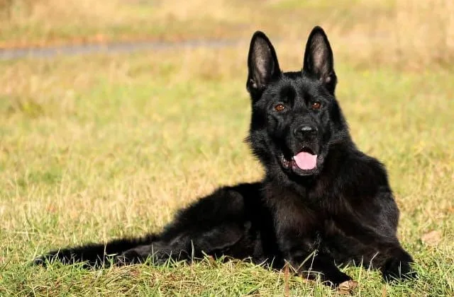 Черная немецкая овчарка (8)16