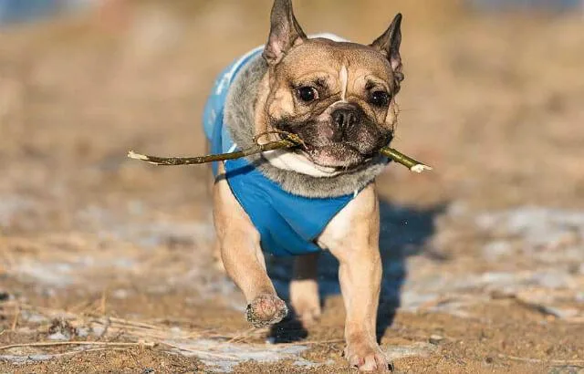 Эффективное воспитание французского бульдога дома: советы без помощи кинолога5
