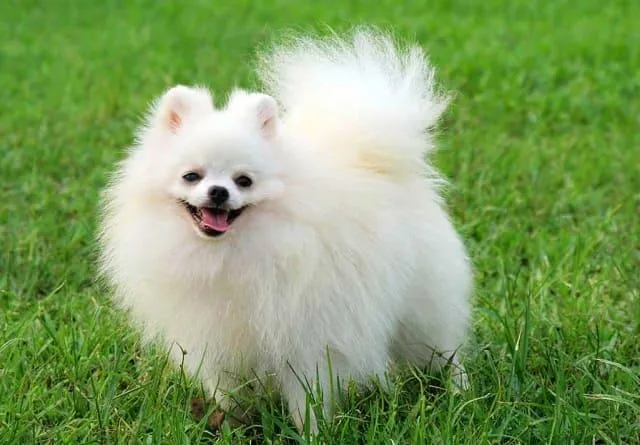 Как ухаживать за померанским шпицем: советы по уходу за миниатюрными северными псами3