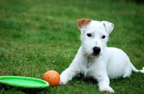 Парсон-рассел-терьер (14)14