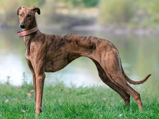 Польская борзая: быстрое и ловкое охотничье соб犬 для дроф0