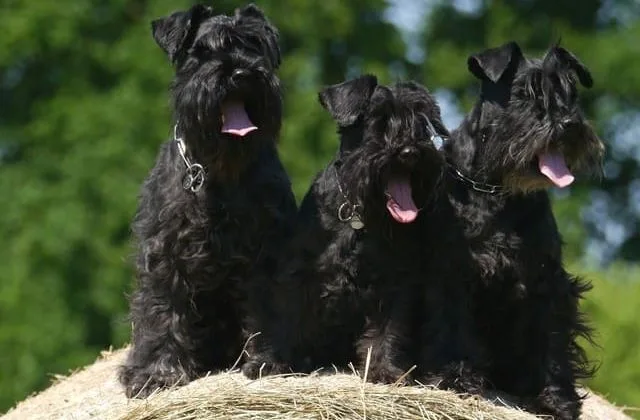 Скотч-терьер (14)10