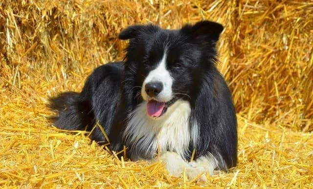 Бордер-колли: умнейшая порода собак, сравнимая с «Вассерманом» среди питомцев1