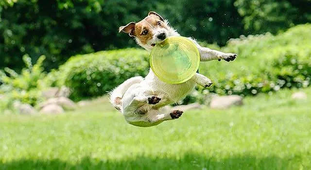 Продолжительность жизни джек-рассел-терьеров: факторы, влияющие на здоровье и советы по продлению жизни вашего питомца3