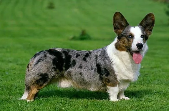 Вельш-корги-кардиган (5)11