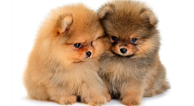 Как ухаживать за померанским шпицем: советы по уходу за миниатюрными северными псами1