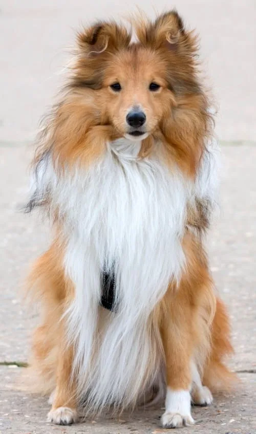 Шотландская овчарка: преданный друг с аристократической внешностью и уникальным характером7