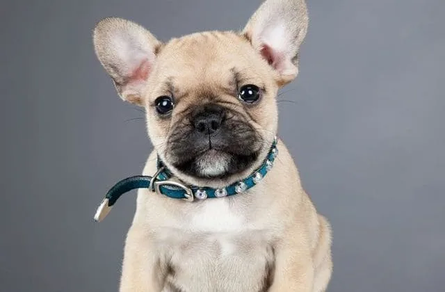 Французский бульдог мини (1)8