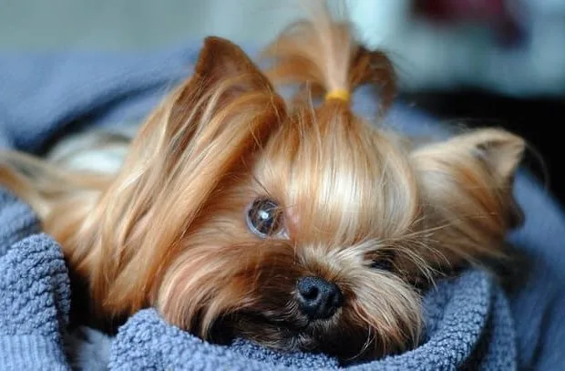 Йорк-мини (1) Йорк-мини (1)12