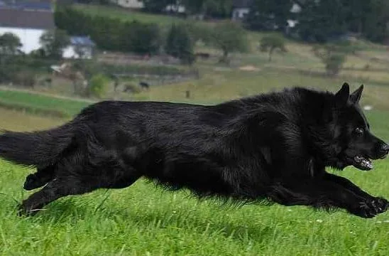 Черная немецкая овчарка (6)12