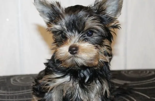 Йорк-мини (2) Йорк-мини (2)16