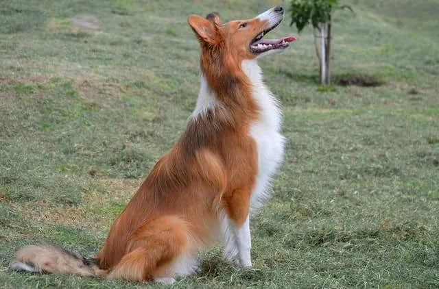 Шотландская овчарка: преданный друг с аристократической внешностью и уникальным характером3