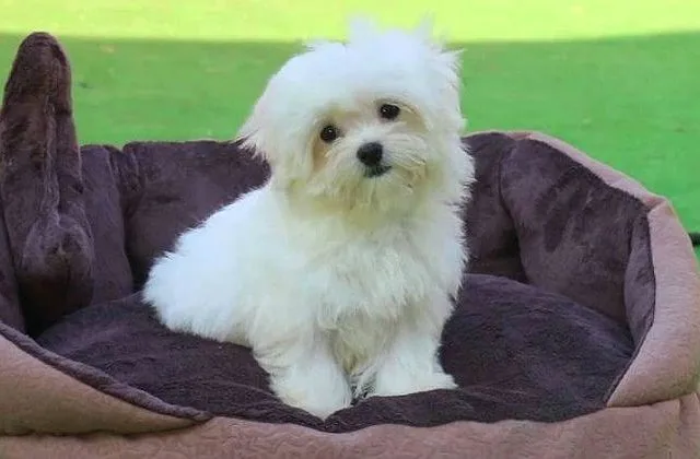 Болонка мальтийская (6)15