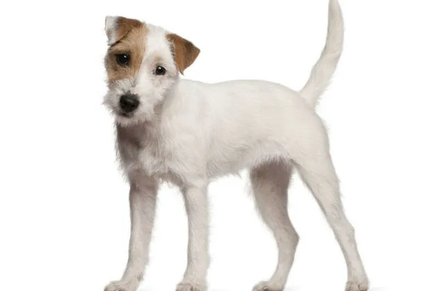 Парсон-рассел-терьер (15)13