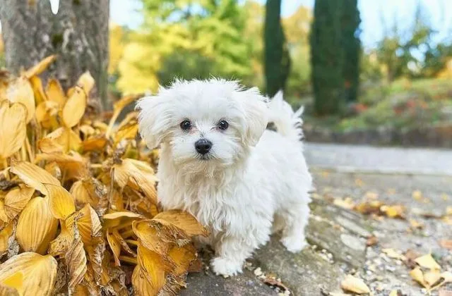 Болонка мальтийская (4)13