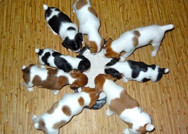 Что кормить джек-рассел-терьеру: правила, рацион и полезные советы по питанию4