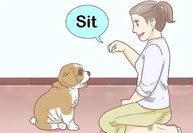 Сенбернар: величественная порода с доброй душой и уникальными качествами5