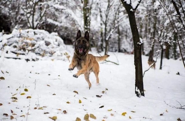 Бельгийская овчарка317