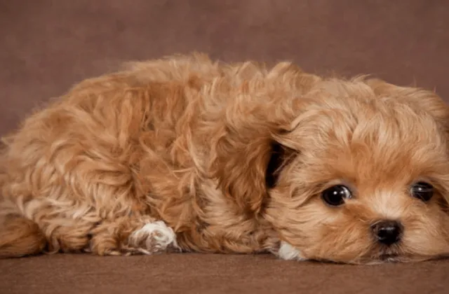 Собака мальтипу (5)12