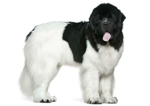 Ньюфаундленд: полное руководство по истории, стандартам породы и уходу за московским водолазом3