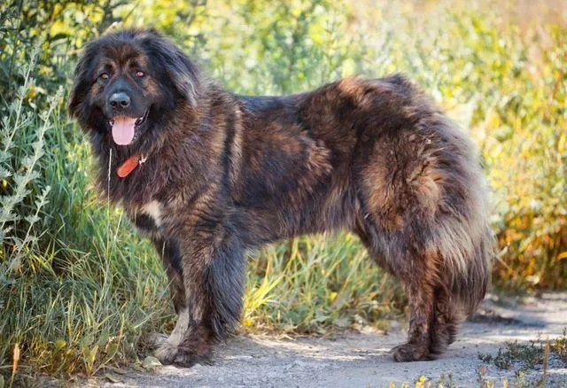 Кавказская овчарка: преданный охранник с милой внешностью плюшевого медведя5