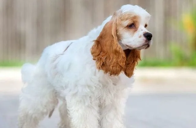 Американский кокер-спаниель (5)9