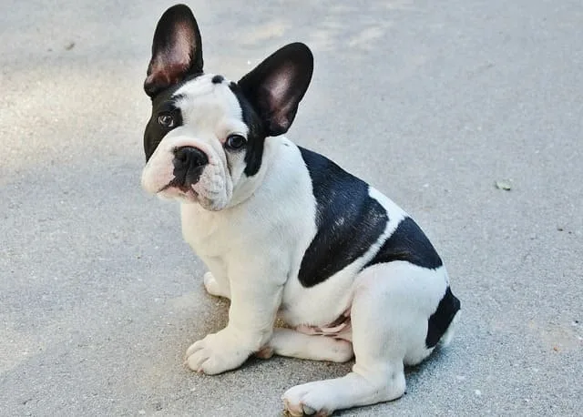 Французский бульдог: преданный охранник, крысолов и любимец Ива Сен-Лорана8