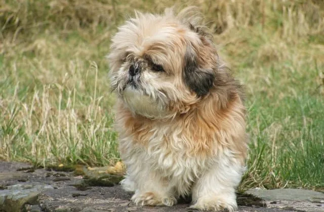 Маленькая порода Ши-тцу15