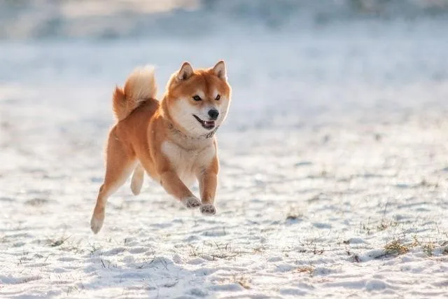 Дрессировка акита-ину: эффективные методы воспитания, обучение командам и притравка для успешного результата2