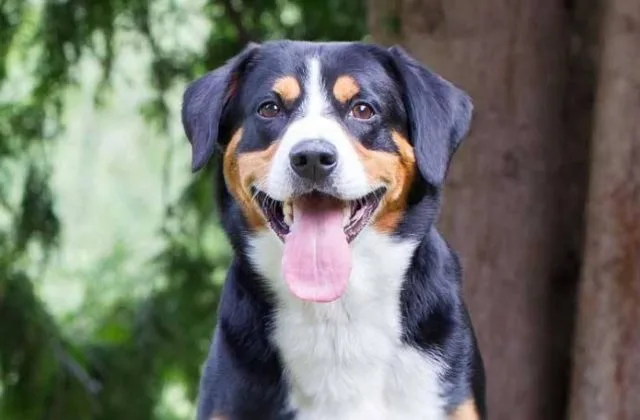 Зенненхунд энтлебухер (4)16