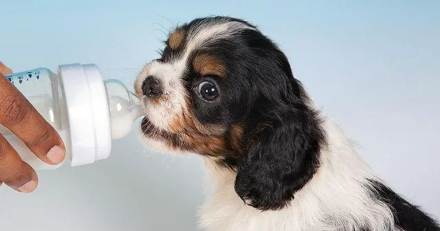 Правильное кормление английского кокер-спаниеля: советы кинологов, запрещенные продукты и основные правила кормления2